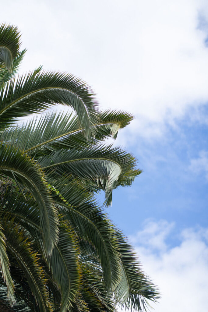 Palm fronds against a partially cloudy blue sky.