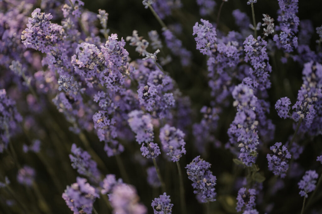 Heiraten in Frankreich lavendel
