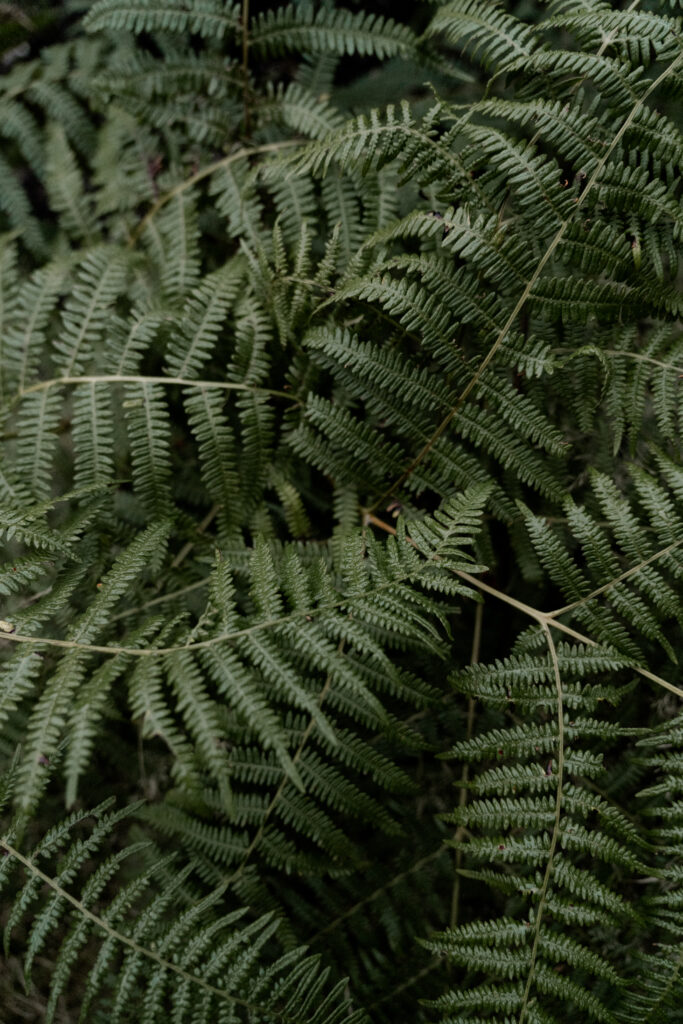 Irish fern