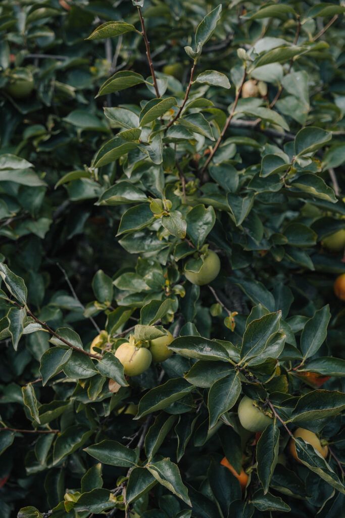 Isola del Garda Hochzeit am Gardasee Heiraten Lake Garda
