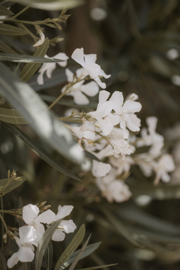 Finca ses Voltes Mallorca Finca Wedding 21 scaled 1