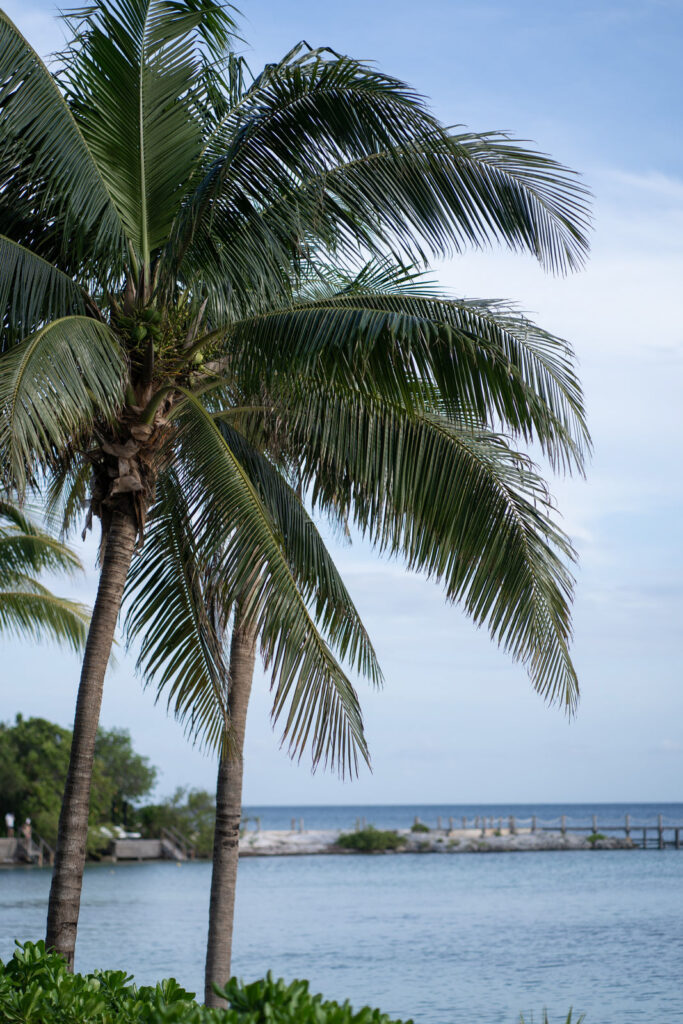 Editorial Wedding Photography: The Trend for Stylish Wedding Photos 31 Palm trees by the water with a blue sky and a distant pier in the background - an ideal setting for overseas weddings and unforgettable destination weddings.