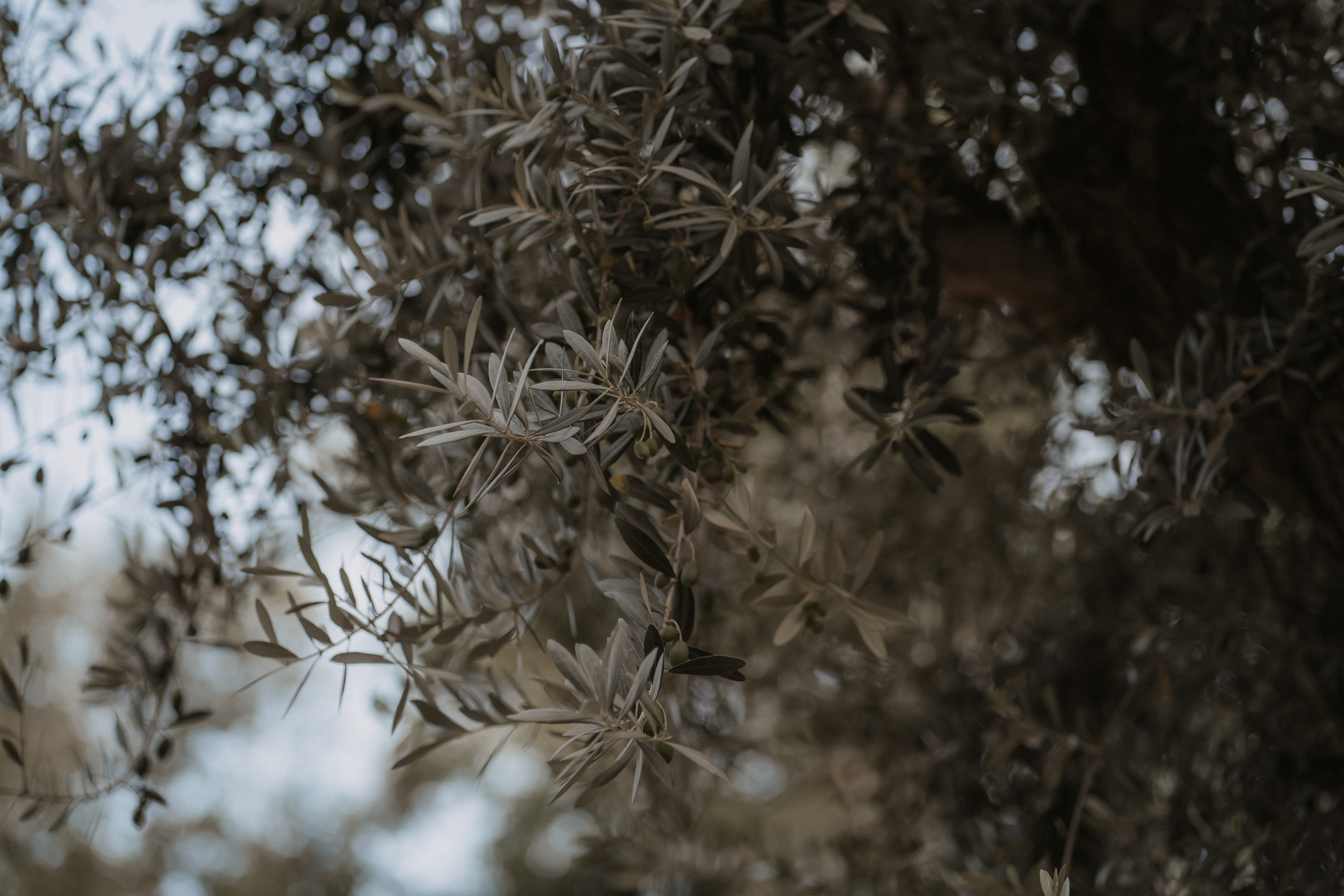Hochzeitslocation Mallorca: Die exklusivsten Locations für deine Traumhochzeit 30 Nahaufnahme von Olivenbaumzweigen mit schlanken Blättern, weich fokussiert im natürlichen Außenlicht - die perfekte Inspiration für Hochzeitsfotografie und Destination Weddings.