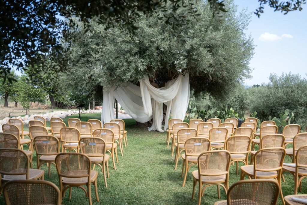ceremony setting olive tree