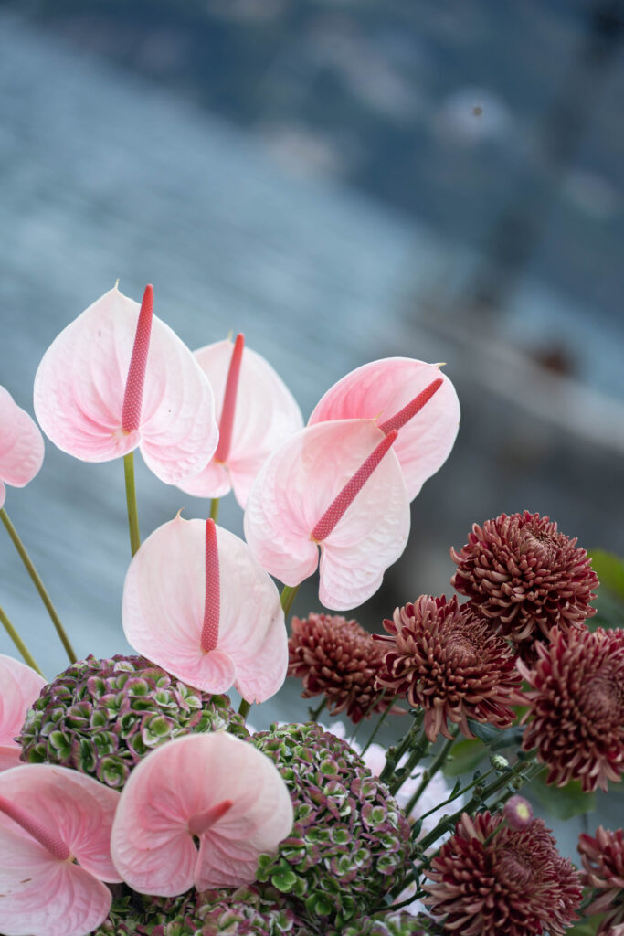 Rosa Anthurien und kastanienbraune Chrysanthemen in einem Automatischen Entwurf vor einem verschwommenen blaugrauen Hintergrund.