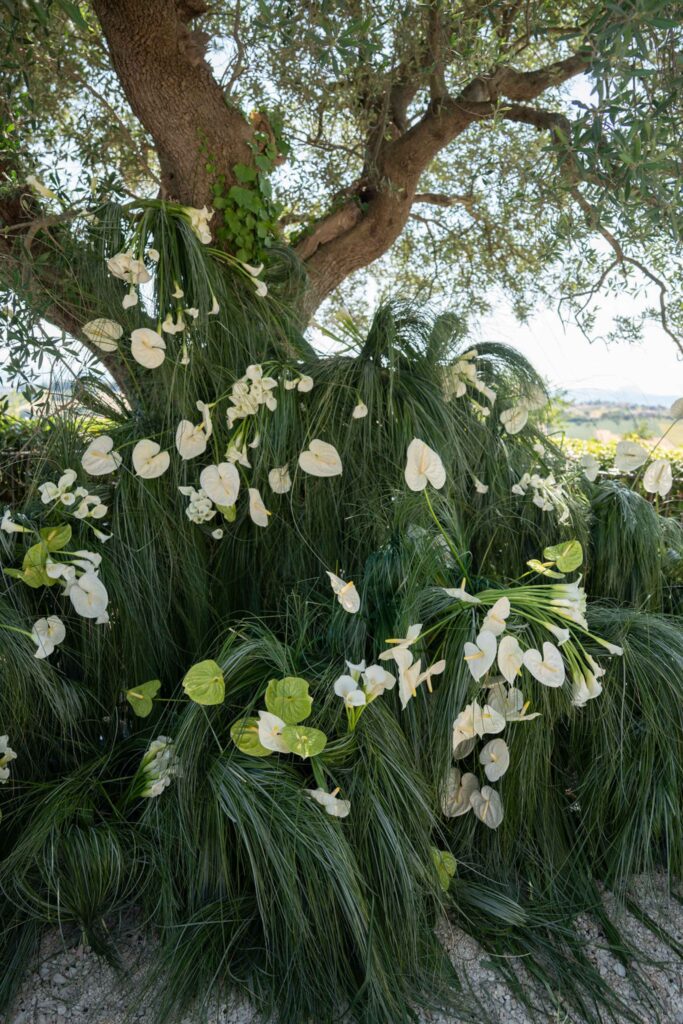 Hochzeit im Maniero Montecassiano: Euer Hochzeitswochenende in einer Boutique-Villa in den Marken 31 Weiße Anthurium-Blüten, arrangiert auf grünem Gras unter einem Olivenbaum im Maniero Montecassiano.