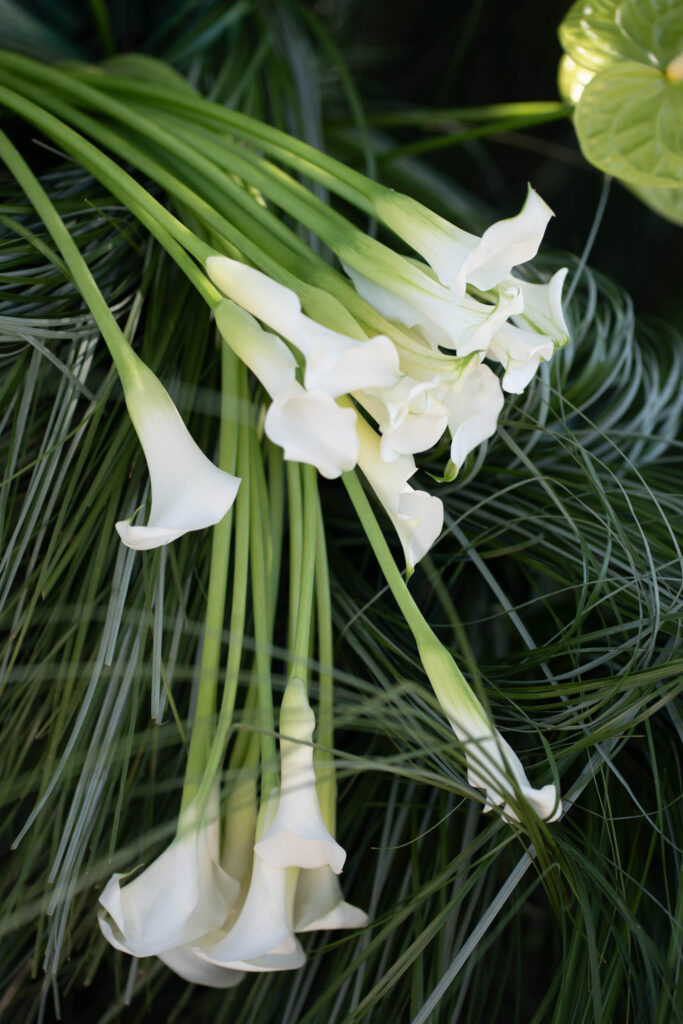 Hochzeit im Maniero Montecassiano: Euer Hochzeitswochenende in einer Boutique-Villa in den Marken 30 Weiße Calla-Lilien mit grünen Stielen auf Gras – perfekt für eine Hochzeit in den Marken.